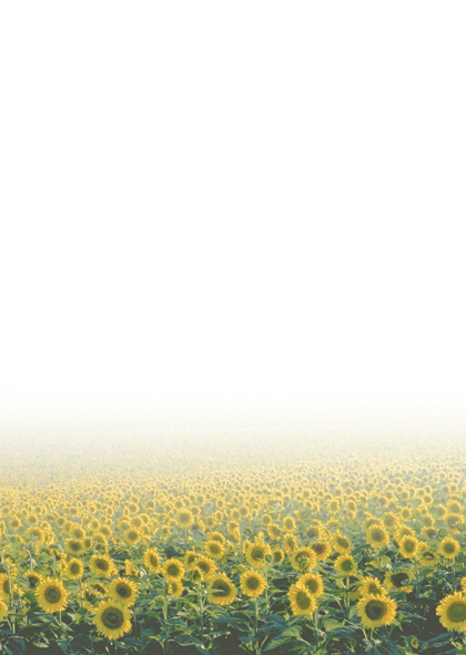 PolGer_Arkusz_ozdobne_barwne_poligrafia_dyplomy_certyfikaty_Vincent_sloneczniki_80g